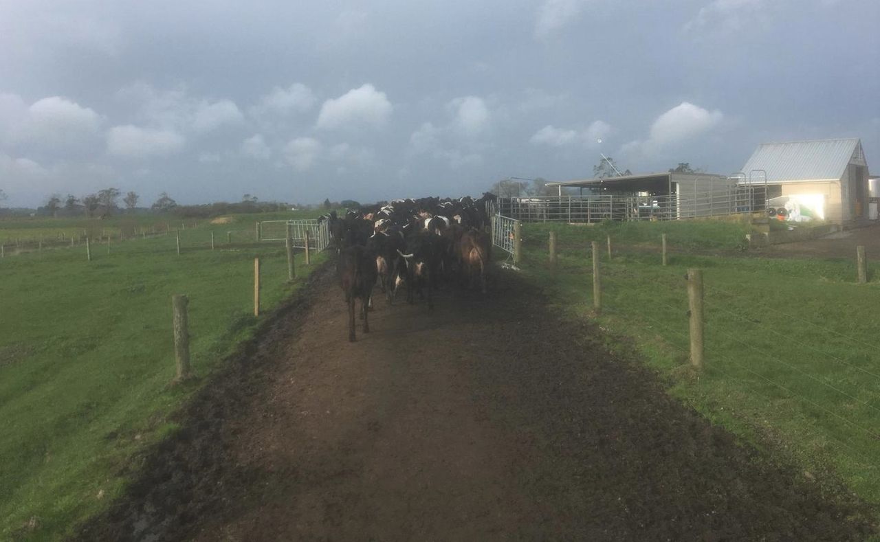 Milking 670 cows in the Waikato region in New Zealand