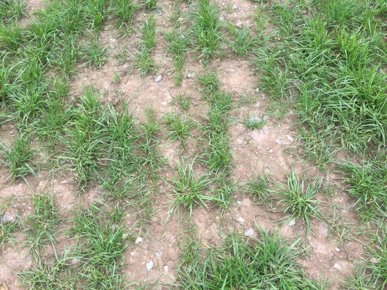 Video: Should more farmers over sow grass seed to maintain sward quality?