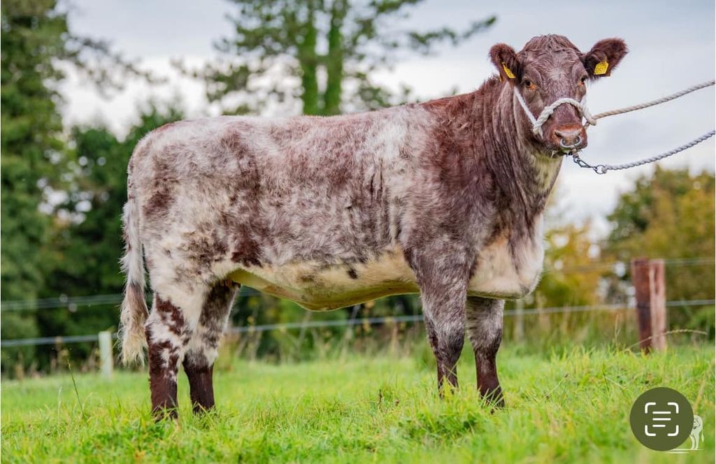 Rockville Pretender 527 sold for €4,000