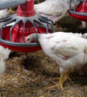 Bird flu continues to spread across Europe as outbreak hits France