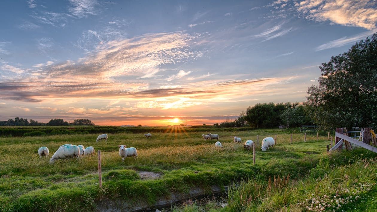 Sheep advice: Analysing performance of farm in 2025 is vital