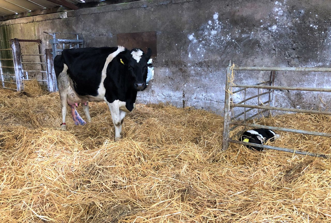 Autumn-calving: Getting ready for calves