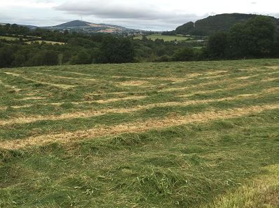 Fine week in store with good growth rates expected - Met Eireann