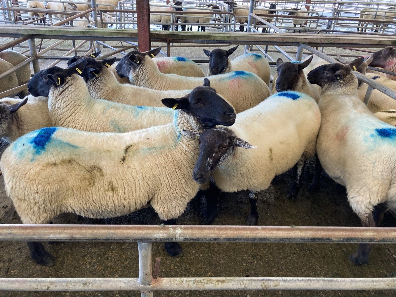 Spike in hogget ewe numbers in recent kill figures