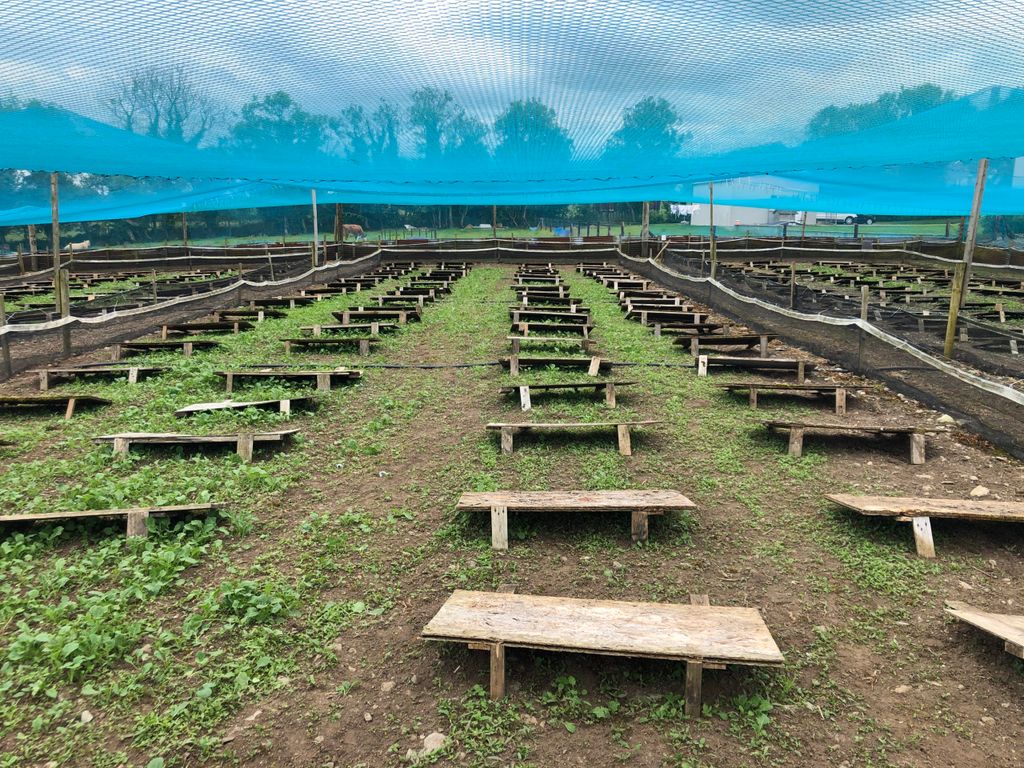 Boards for feeding snails that also provide shelter
