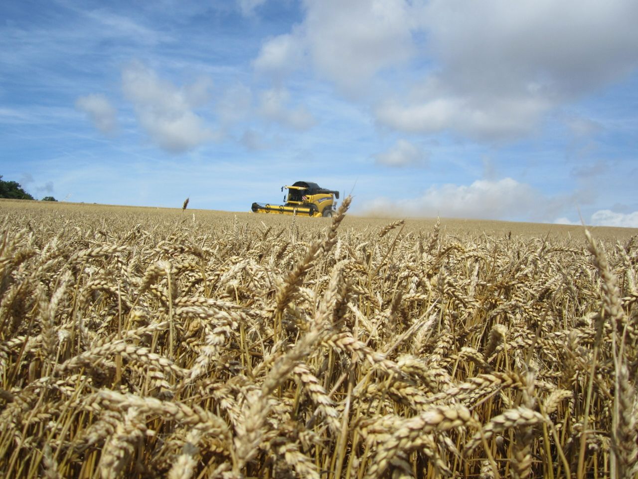 Russian wheat harvest up, prices down
