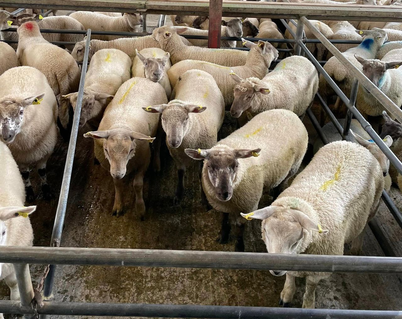 Sheep marts: 'Active' trade for export lambs at Loughrea Mart
