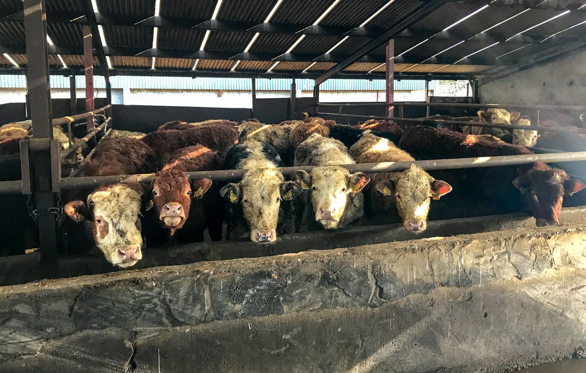 Beef trade: Steer and heifer quotes drop to 350c/kg