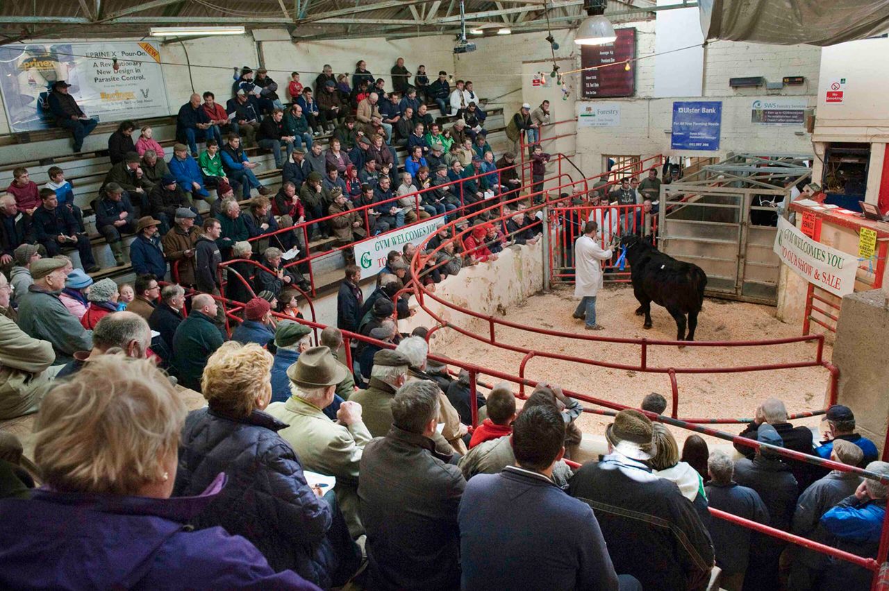 Buy cattle from the comfort of your armchair, as Ballina Mart goes digital