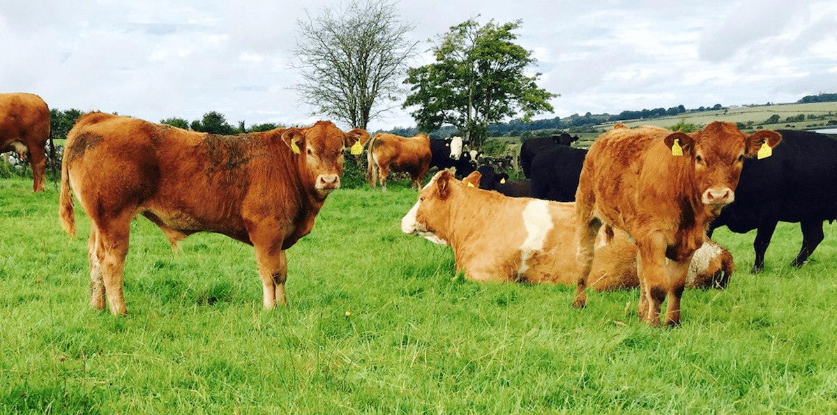 What lies ahead for the Irish beef sector in 2018?