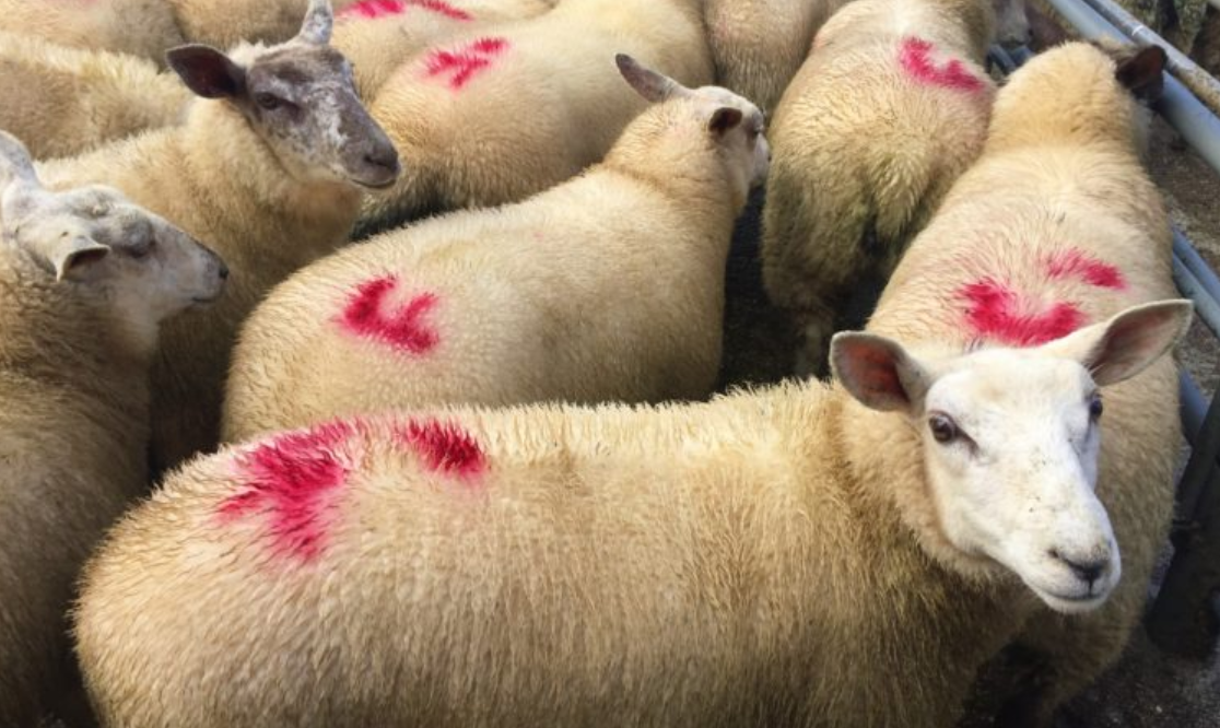 Dawn Meats in deal to buy Kildare Chilling