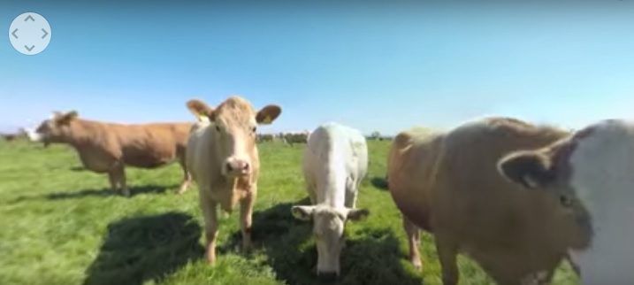 Video: Get up close and personal with some cows