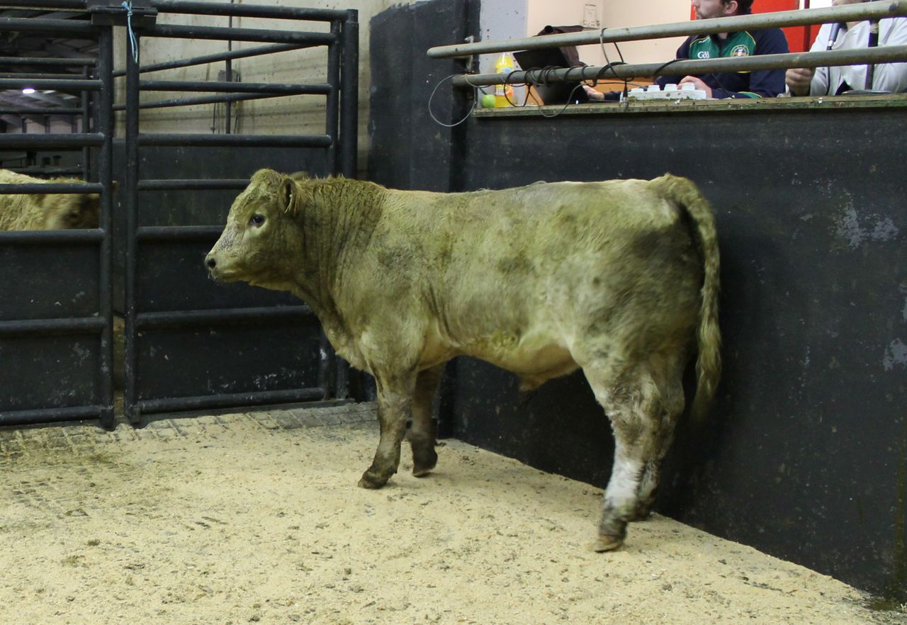 Lighter weanlings top the trade at Cootehill Mart