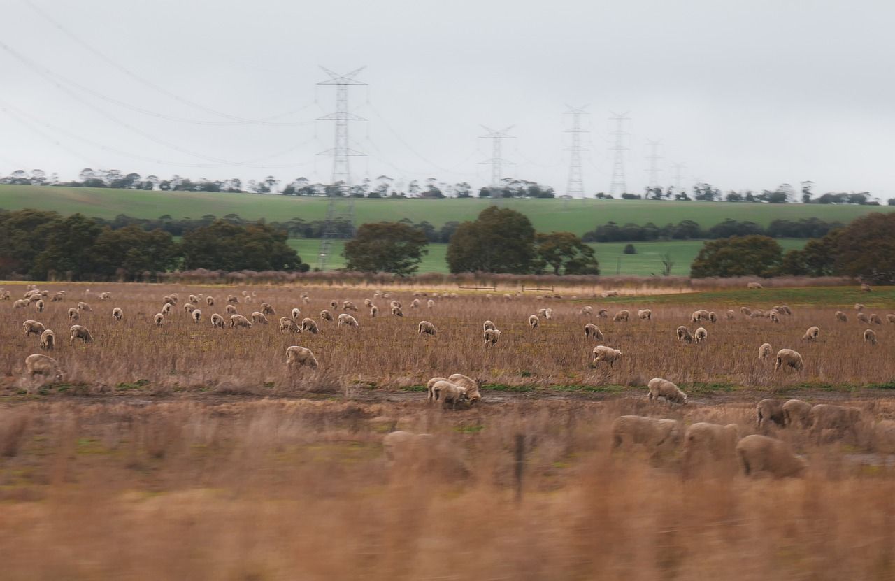 Australian lambs held in anticipation of higher prices in 2024