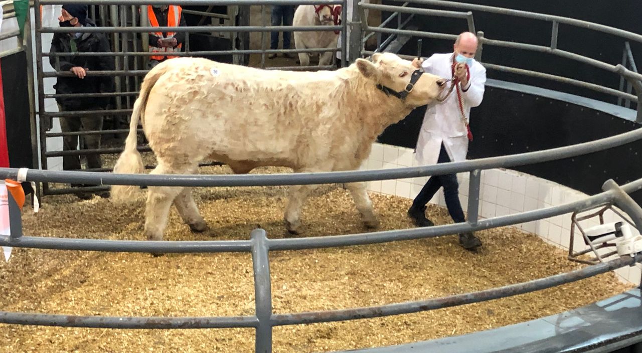 Premier Charolais heifers topped at €8,000