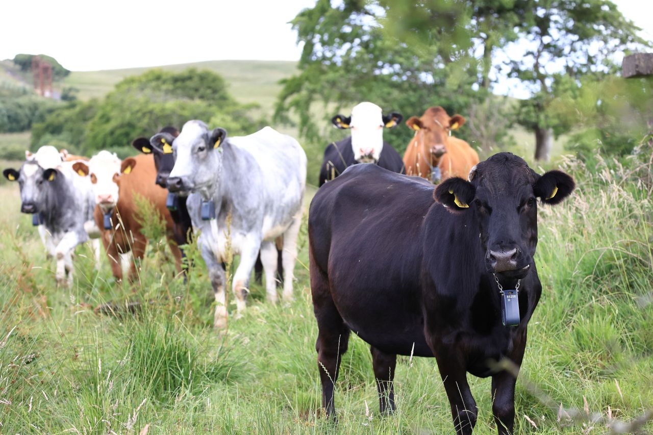 Cattle with collars are a 'game changer' in the Belfast hills