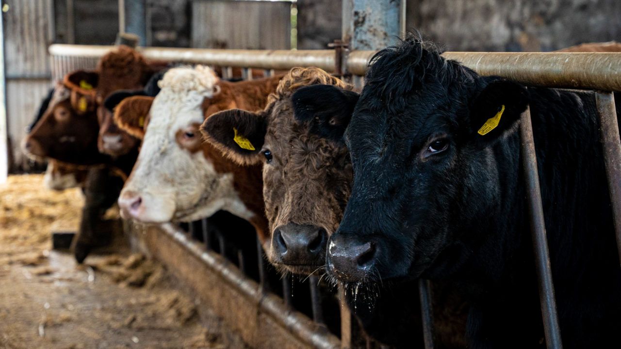 Factory quotes: Highest cattle price on record to be paid this week
