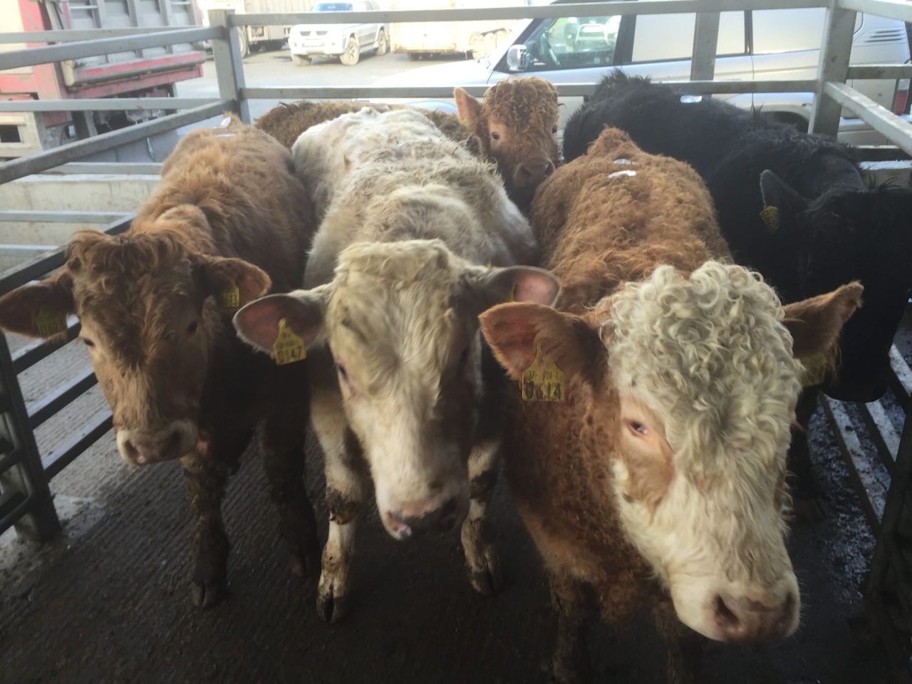 Cattle Marts: Light steers sell to a top price of €3.20/kg in Raphoe Mart