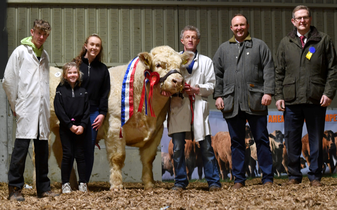 Charolais Christmas Cracker Bull Sale sees top price of €19,000