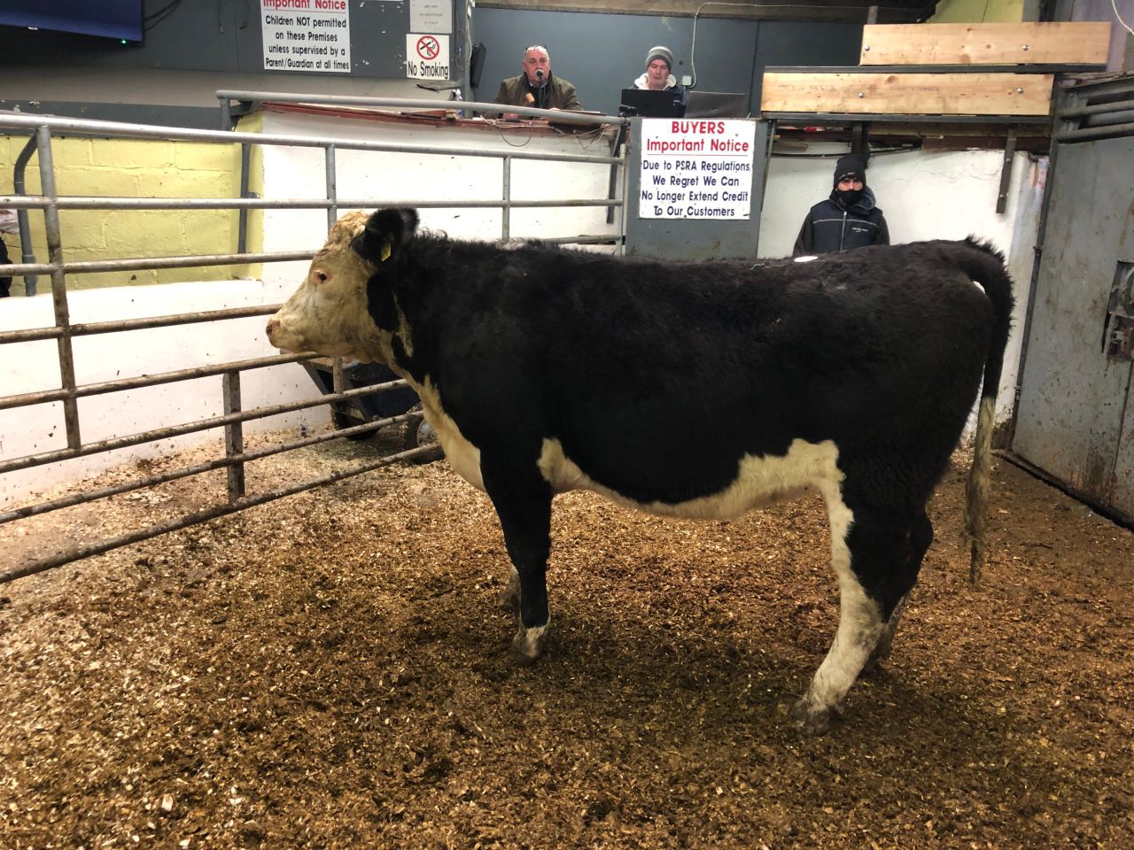 Mart report: Heifers and bullocks at Delvin Mart