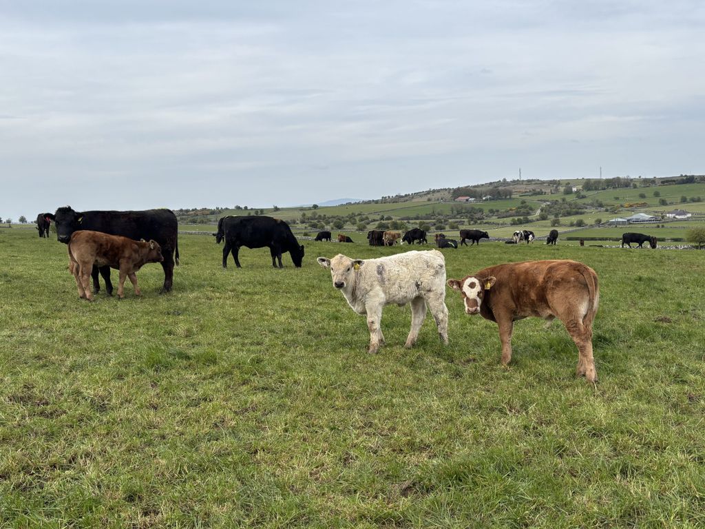 A sample of the 2026 born suckler progeny on the farm