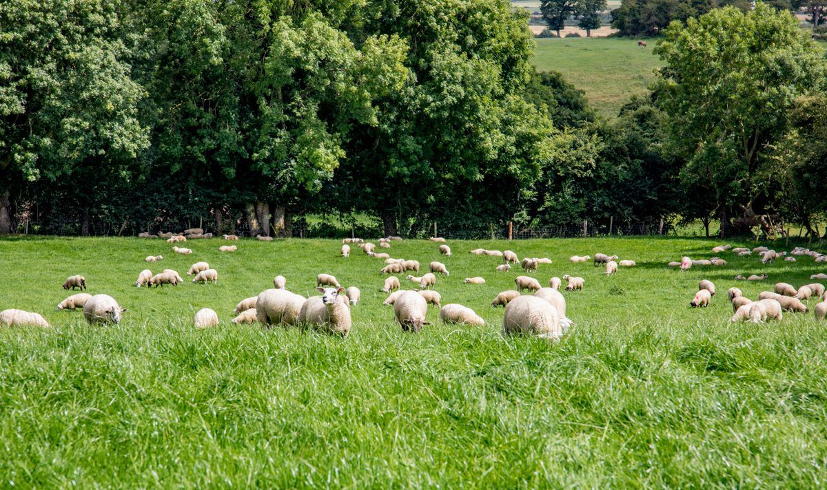 UK think tank calls for farm subsidies to be axed after Brexit