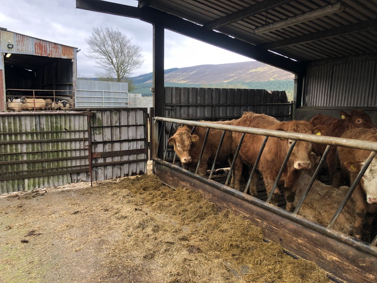 Beef Focus: Suckler and sheep hill farming in Wicklow