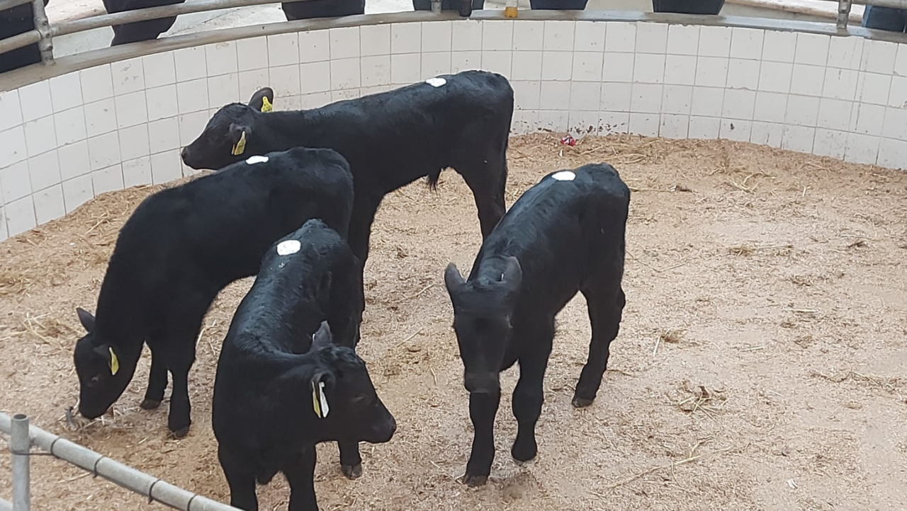 Calf trade: A look at how calf prices are faring into early May