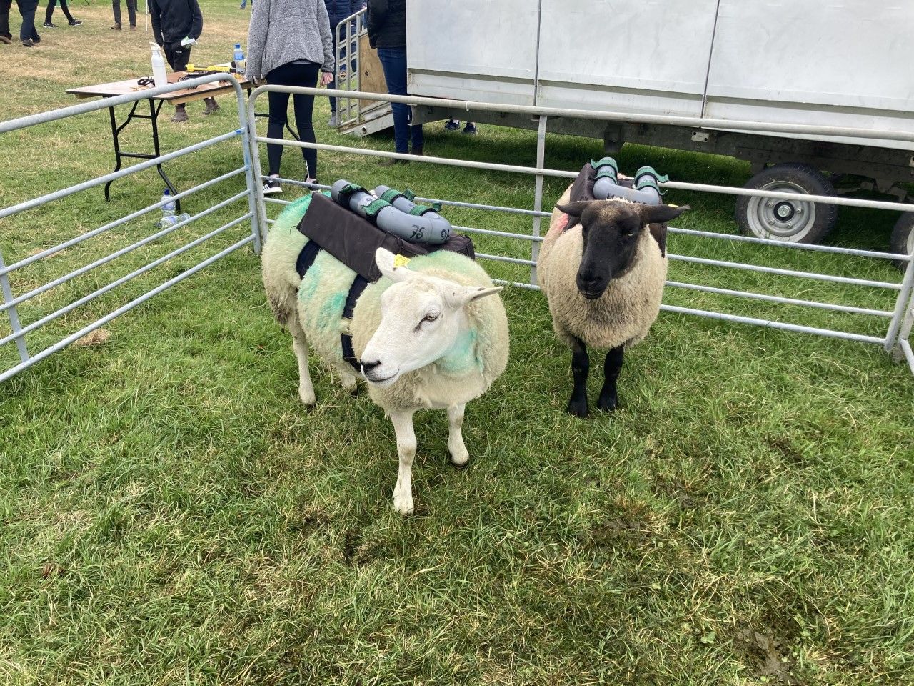 Measuring methane emissions from sheep in their natural state