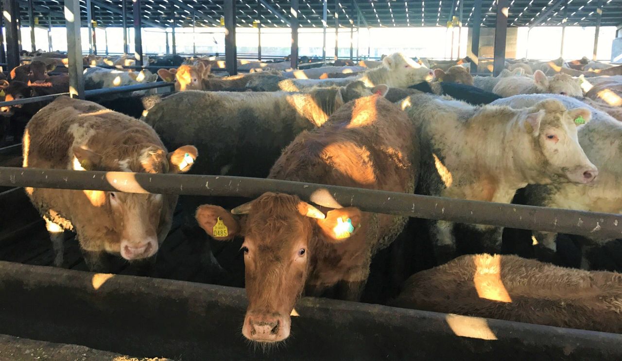 Heifer price: British farmers received €141/head more than Irish beef producers
