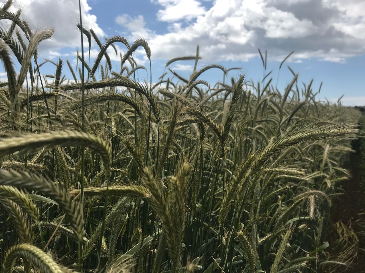 Is rye an alternative to maize and triticale for wholecrop?