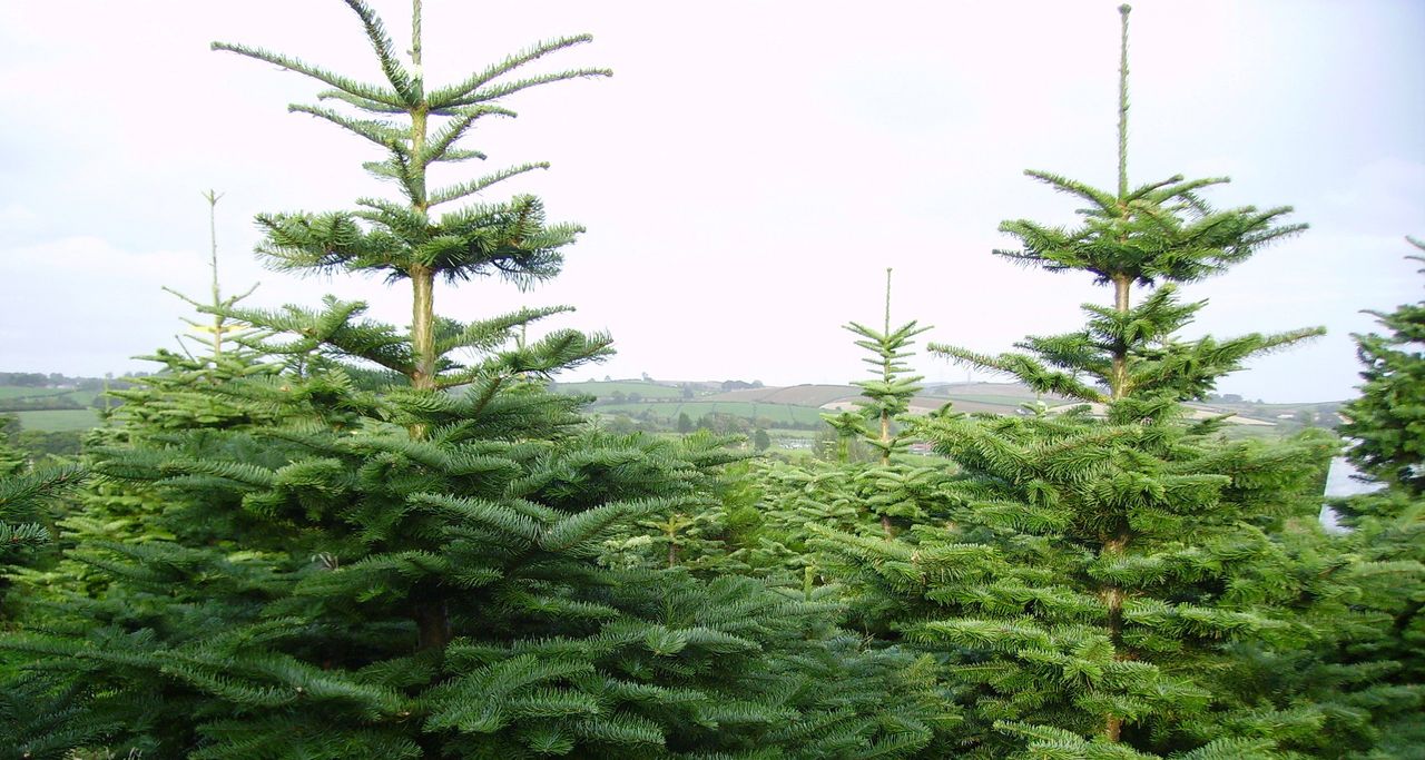 Top tips for maintaining your Christmas tree this festive season