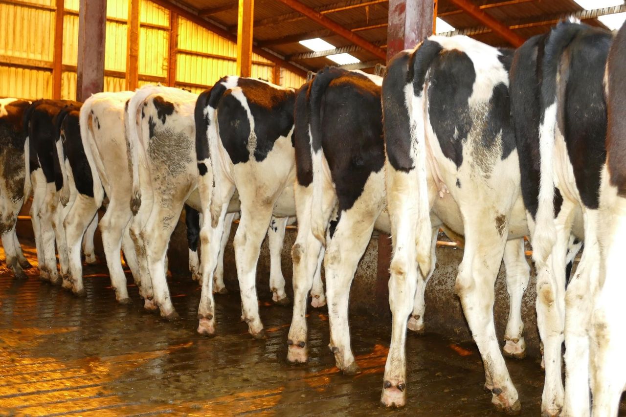Willofarm dispersal sale brings top price of 2,700gns