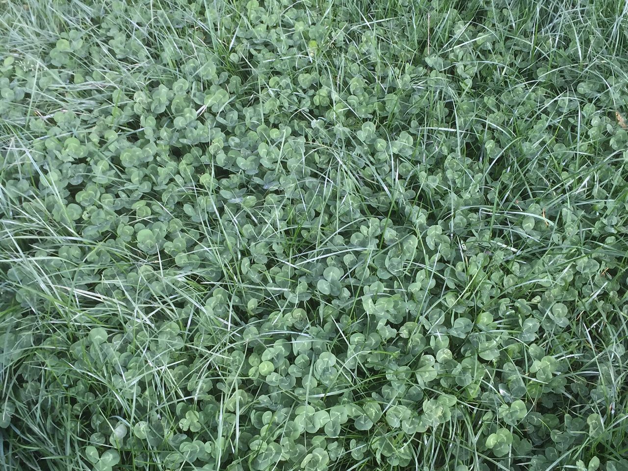 Sowing white clover: Advice for beef and sheep farms