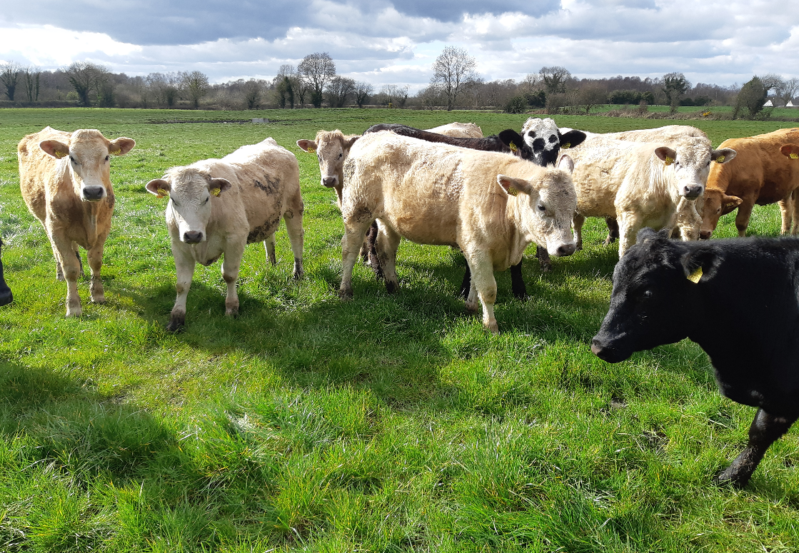 Pics: Buy and sell livestock for FREE on Haystack