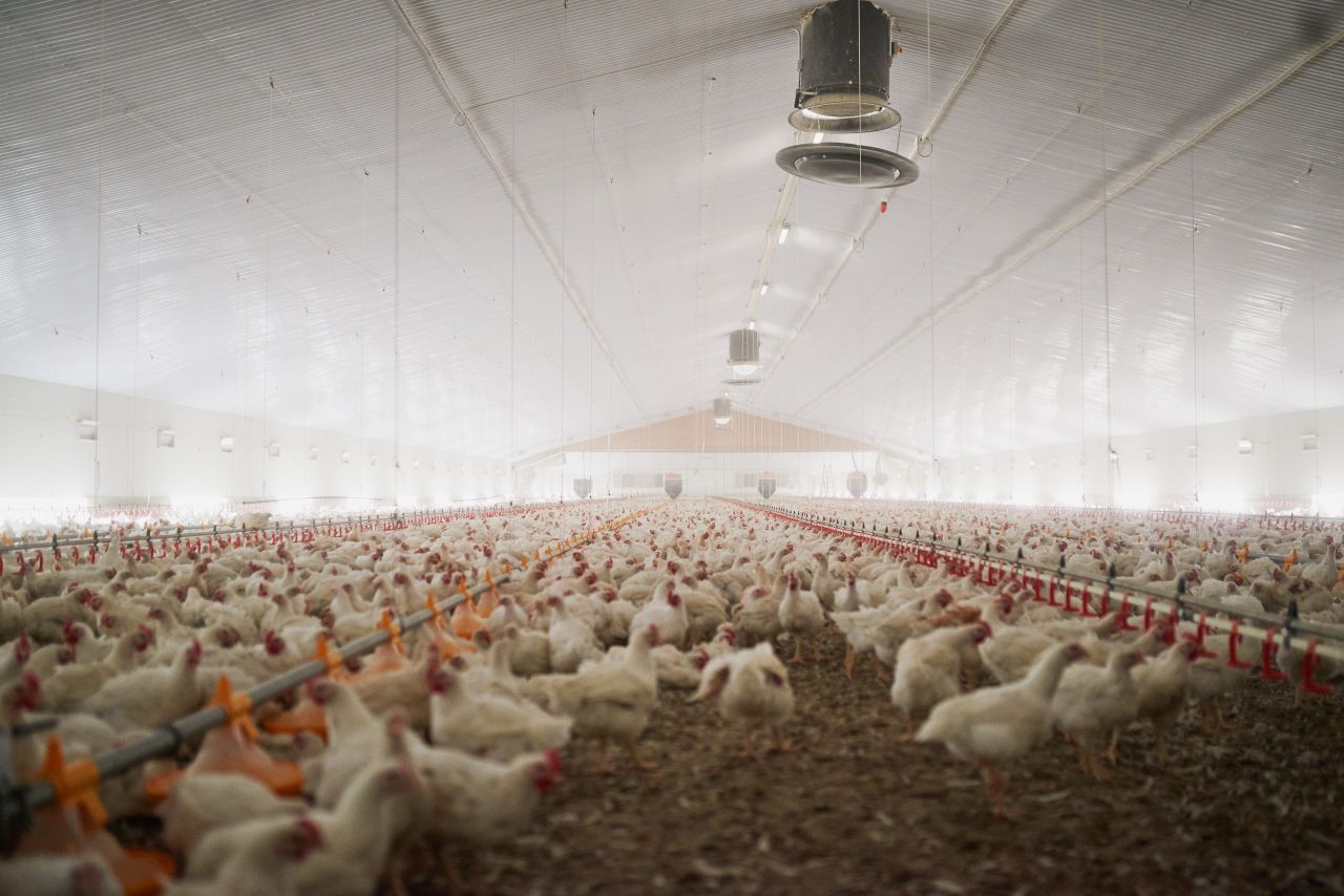 DAERA: Housing order declared in NI to protect poultry from bird flu