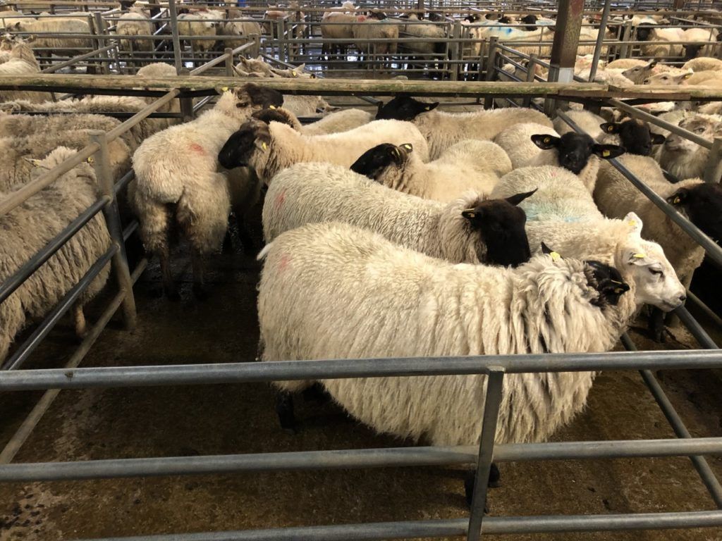 Strong prices drawing out ewe hoggets