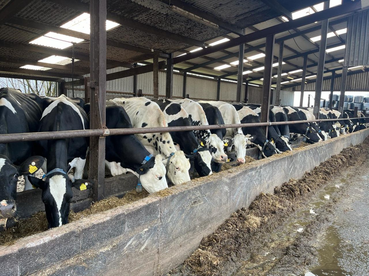 Wicklow farmers leave dairy farming on their 'own terms'