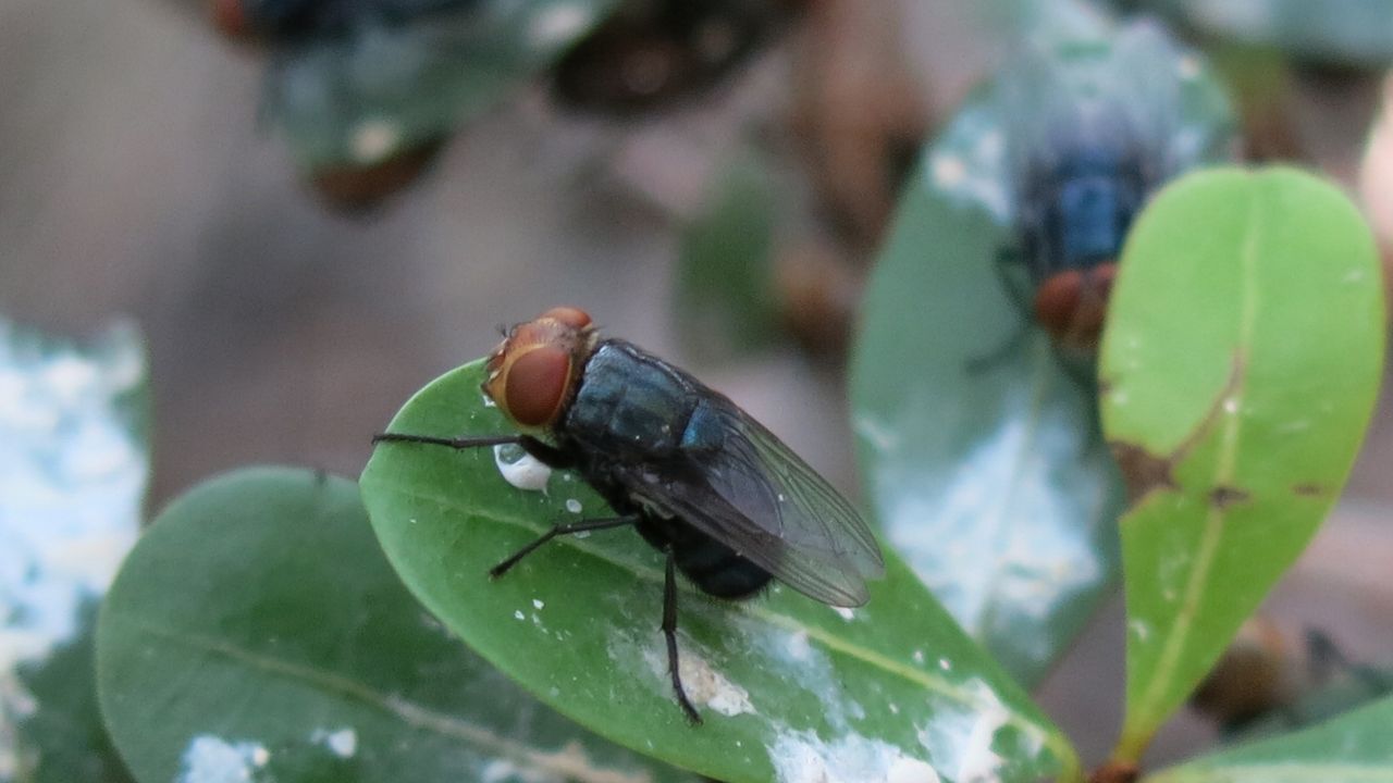 A sterile screwworm fly. Source: USDA