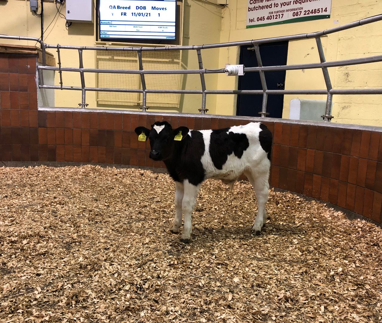 Calf trade: Calm before the storm, as dairy births race ahead of 2020