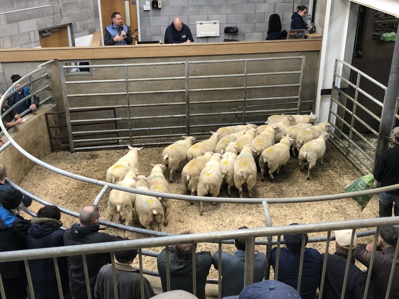 Carnew Mart: Cull ewes reach €300 and hoggets top €180
