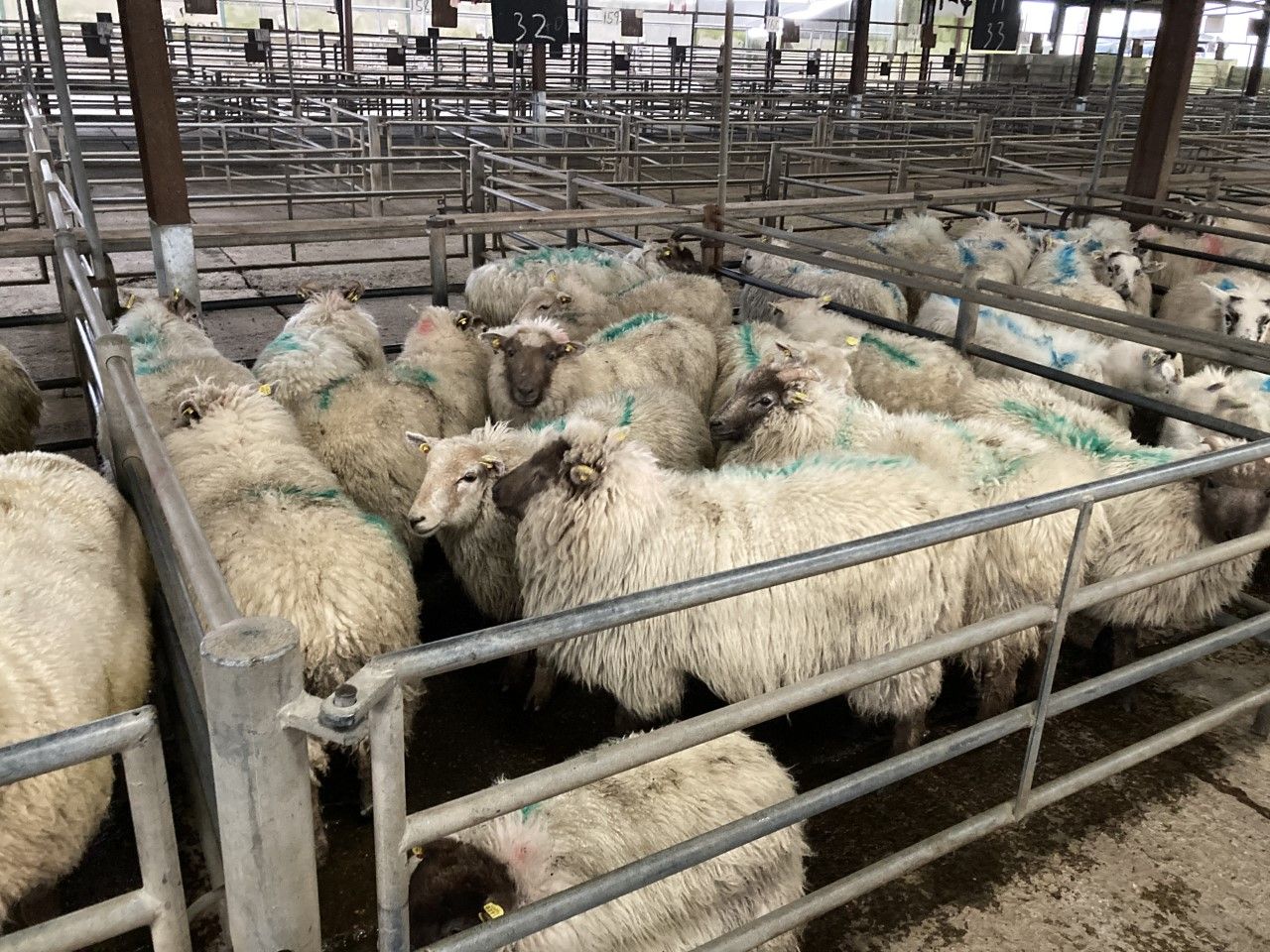Hogget prices continue to reach new highs at marts