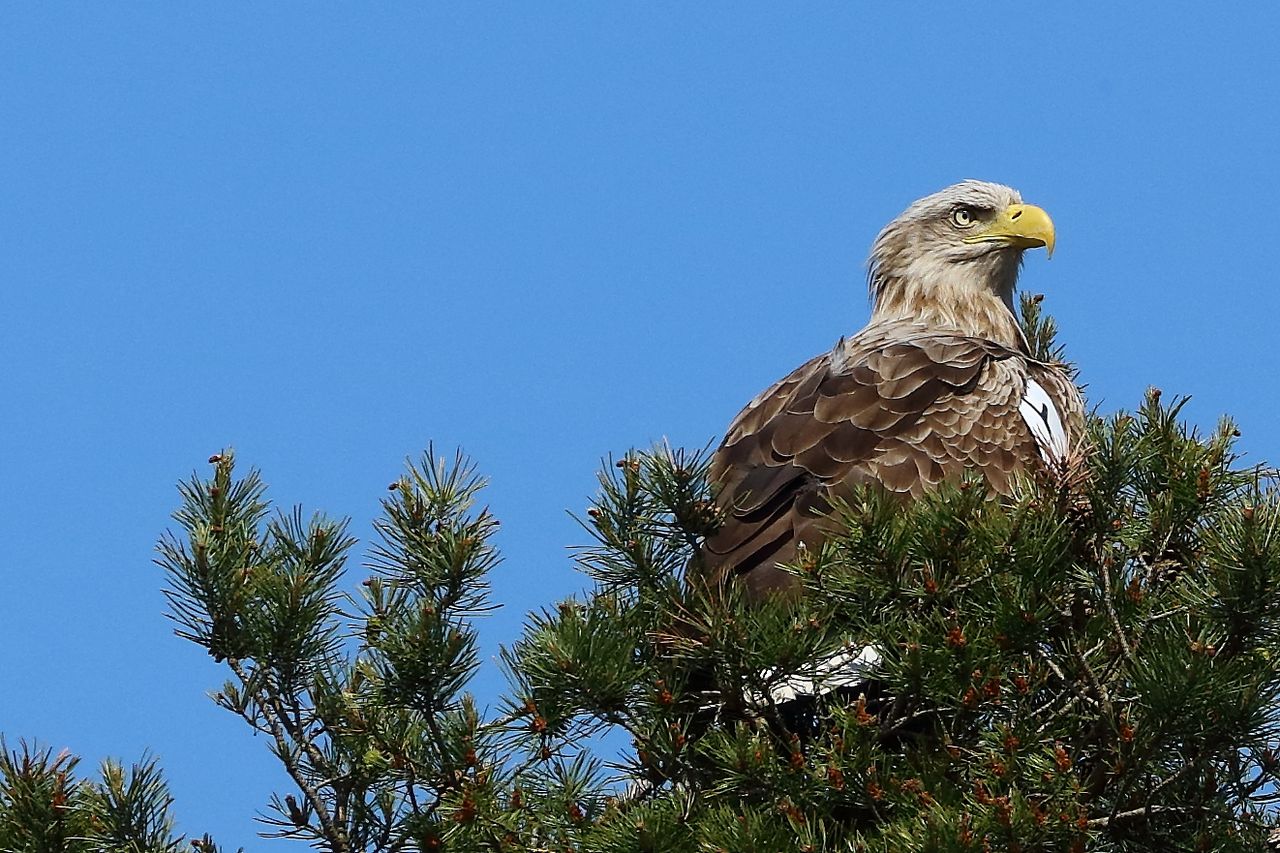Investigation following suspected poisoning of eagle in Clare