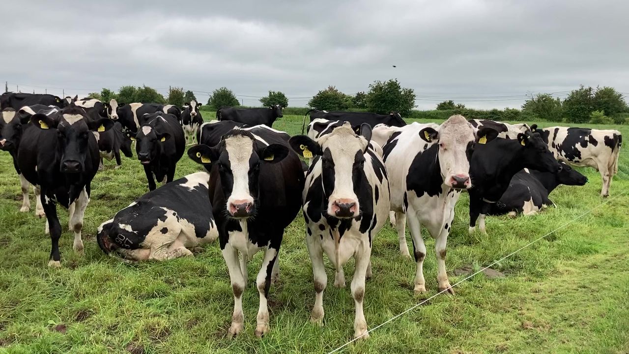 North Cork Creameries CEO appointed as new chair of DII