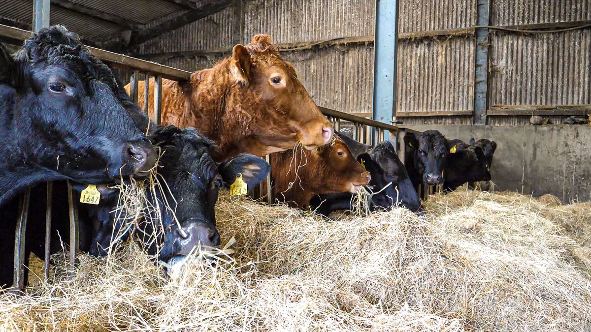 ICBF launches BEAM calculator for HerdPlus