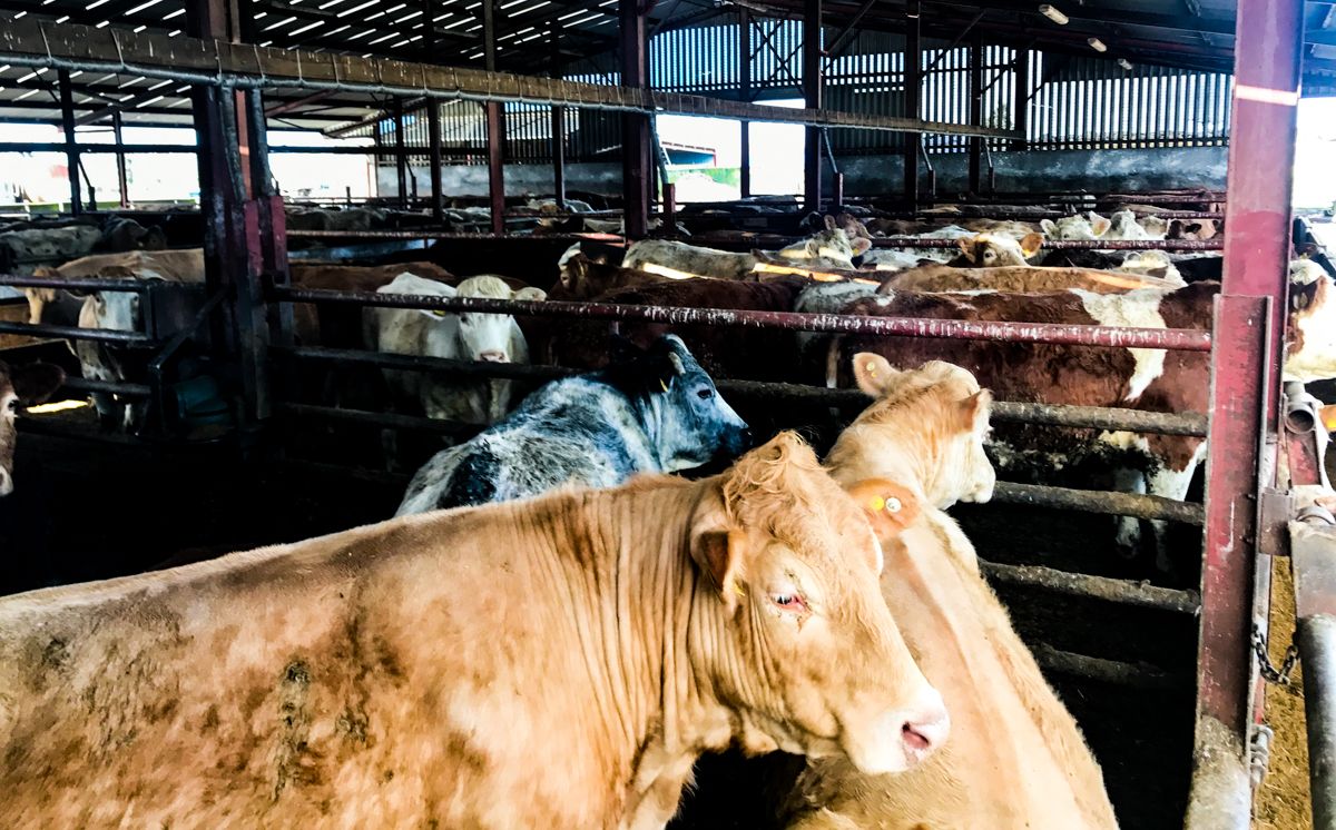 Minister: Factors still prevent agri suppliers from reporting UTPs