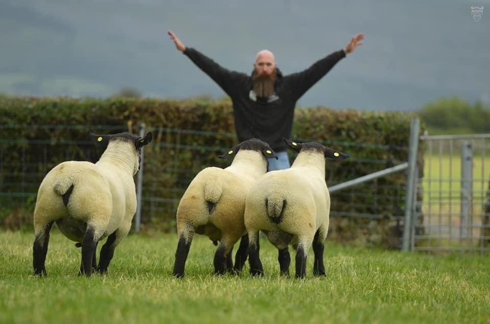 The Big Boy Ram Sale set to see 180 rams up for grabs this Friday