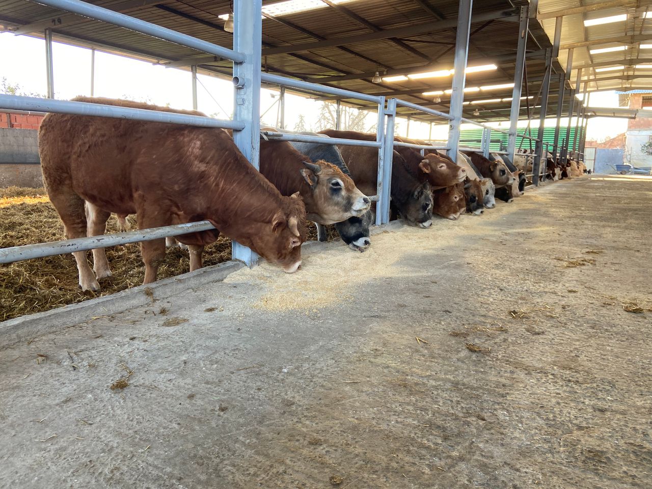 New health certificate agreed for Irish slaughter weight cattle to Algeria