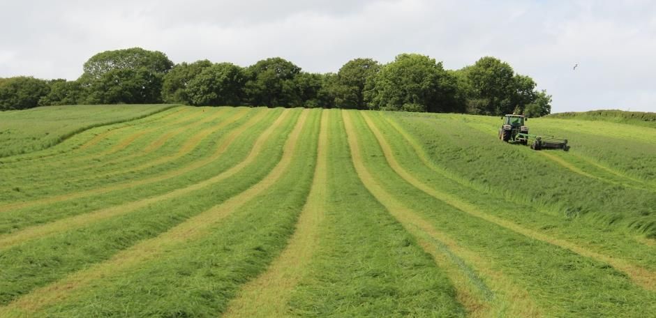 Do I have to graze catch and forage crops or can I bale them?