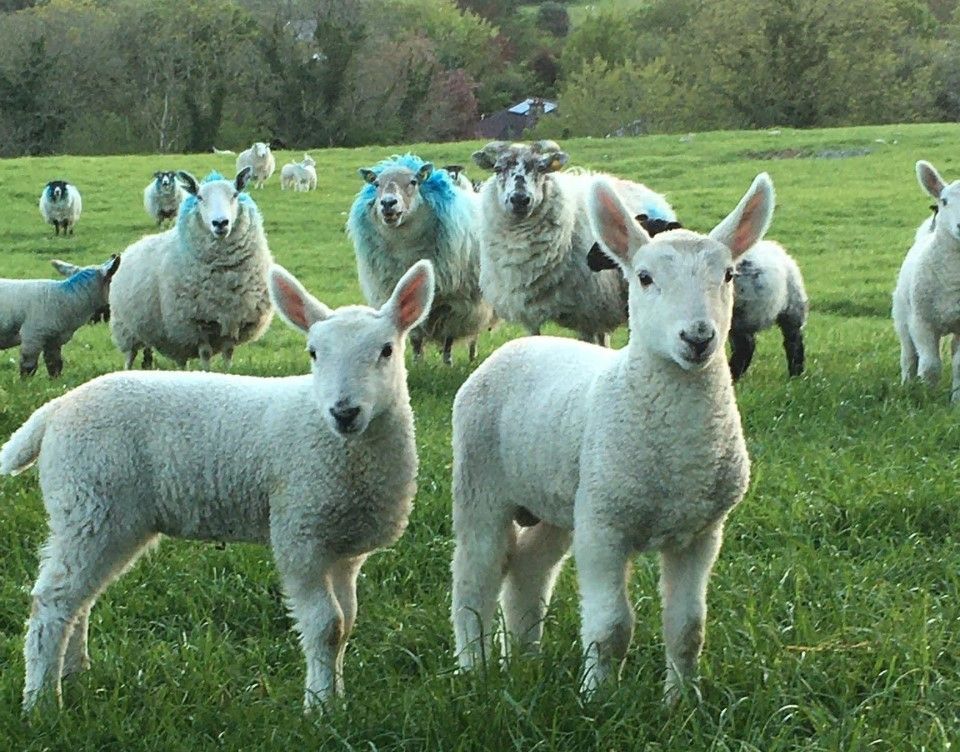 Cooley Sheep Breeders inaugural ewe and lamb sale set for this weekend